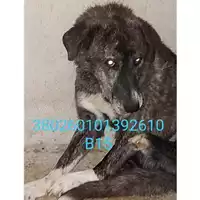 Foto dell\'animale Comune di Bellona - 380260101392610