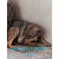 Foto dell\'animale Comune di Bellona - 380260101392271