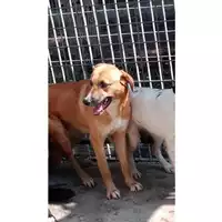 Foto dell\'animale Comune di Lauro - 380260044051852