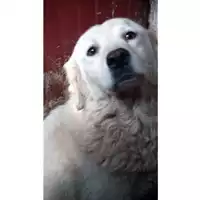Foto dell\'animale Comune di Lauro - 380260044048752