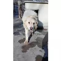 Foto dell\'animale Comune di Melito di Napoli - 380260043923429