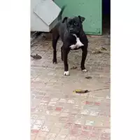 Foto dell\'animale Comune di Saviano - 380260043963098