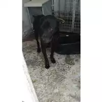 Foto dell\'animale Comune di Saviano - 380260043963421