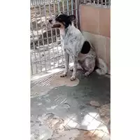 Foto dell\'animale Comune di Marzano di Nola - 380260043231366