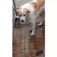 Foto dell\'animale Comune di Montoro - 380260044396590