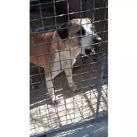 Foto dell\'animale Comune di San Nicola La Strada - 380260004070436