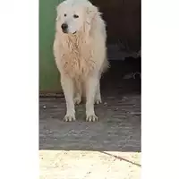Foto dell\'animale Comune di Bagnoli Irpino - 380260044402077