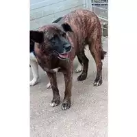 Foto dell\'animale Comune di Saviano - 380260043963481
