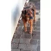 Foto dell\'animale Comune di Lauro - 380260044399195