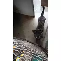 Foto dell\'animale Comune di Lauro - 380260044403593
