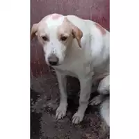 Foto dell\'animale Comune di Quadrelle - 380260044402523