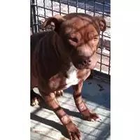 Foto dell\'animale Comune di Baiano - 380260044402446