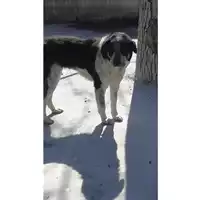 Foto dell\'animale Comune di Saviano - 380260170020799