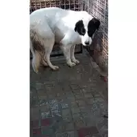 Foto dell\'animale Comune di Montoro - 380260044436659