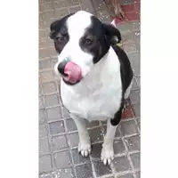 Foto dell\'animale Comune di Montoro - 380260044478733