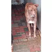Foto dell\'animale Comune di Chianche - 380260044443182