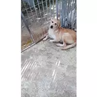 Foto dell\'animale Comune di Mercogliano - 380260043994804
