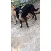 Foto dell\'animale Comune di Mercogliano - 380260043994819
