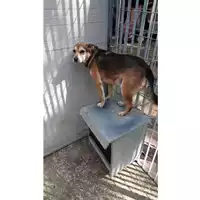 Foto dell\'animale Comune di Mercogliano - 380260044052086