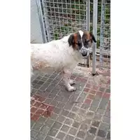 Foto dell\'animale Comune di Calabritto - 380260044439537