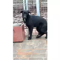 Foto dell\'animale Comune di Lauro - 380260044435379