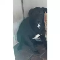 Foto dell\'animale Comune di Lauro - 380260044434996