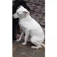 Foto dell\'animale Comune di Lauro - 380260044432144
