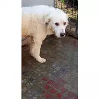 Foto dell\'animale Comune di Montoro - 380260044443338