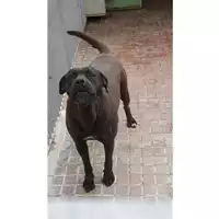 Foto dell\'animale Comune di Moschiano - 380260044438965