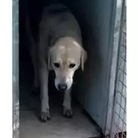 Foto dell\'animale Comune di Lauro - 380260044432289