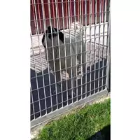 Foto dell\'animale Comune di Montoro - 380260044435211