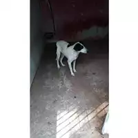 Foto dell\'animale Comune di Lauro - 380260044435389