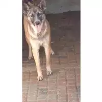 Foto dell\'animale Comune di Avella - 380260044972884