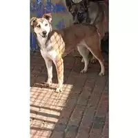 Foto dell\'animale Comune di Avella - 380260044432665