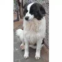 Foto dell\'animale Comune di Moschiano - 380260044435657