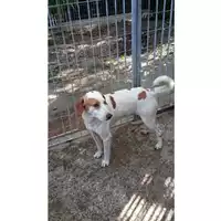 Foto dell\'animale Comune di Moschiano - 380260044435889