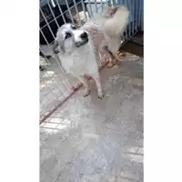 Foto dell\'animale Comune di Saviano - 380260170024654