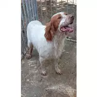 Foto dell\'animale Comune di Volla - 380260043963957
