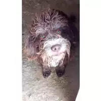Foto dell\'animale Comune di Quadrelle - 380260044433325