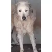 Foto dell\'animale Comune di Baiano - 380260044433901