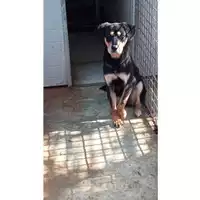 Foto dell\'animale Comune di Saviano - 380260170022288
