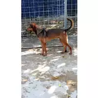 Foto dell\'animale Comune di Moschiano - 380260043798428