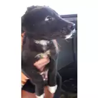 Foto dell\'animale Comune di San Martino Valle Caudina - 380260044433561
