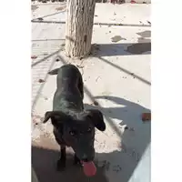 Foto dell\'animale Comune di Sant'Anastasia - 380260170024545