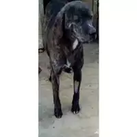 Foto dell\'animale Comune di San Paolo Belsito - 380260170027316