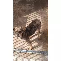 Foto dell\'animale Comune di Lauro - 380260044432781