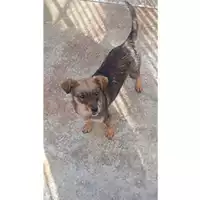 Foto dell\'animale Comune di Lauro - 380260044432746
