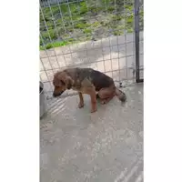 Foto dell\'animale Comune di Lauro - 380260044432675