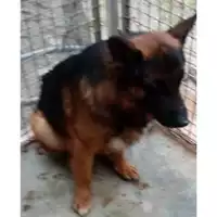 Foto dell\'animale Comune di Volla - 380260170027104