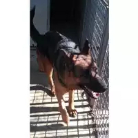 Foto dell\'animale De Gennaro Angela - 380260160013243